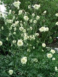 Image result for Scabiosa ochroleuca