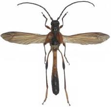 Attēlu rezultāti vaicājumam “Necydalis major”