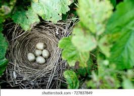 Attēlu rezultāti vaicājumam “Caprimulgus europaeus nest”