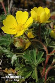 Attēlu rezultāti vaicājumam “Potentilla arenaria flower”