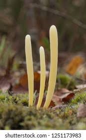 Attēlu rezultāti vaicājumam “Clavaria argillacea”