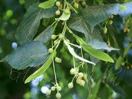Attēlu rezultāti vaicājumam “Tilia platyphyllos Laciniata fruit”