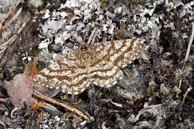 Attēlu rezultāti vaicājumam “Ematurga atomaria”