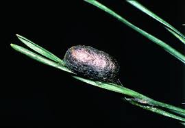 Attēlu rezultāti vaicājumam “Neodiprion sertifer larva”