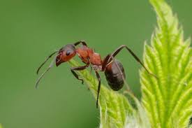 Attēlu rezultāti vaicājumam “Formica rufa”