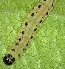 Attēlu rezultāti vaicājumam “Yponomeuta malinellus / cagnagella”