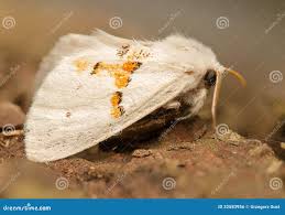 Attēlu rezultāti vaicājumam “Leucodonta bicoloria imago”