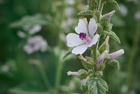 Image result for Althaea officinalis