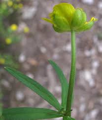 Attēlu rezultāti vaicājumam “Ranunculus auricomus flower”