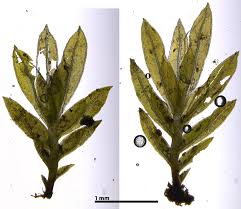 Attēlu rezultāti vaicājumam “Fissidens bryoides sporophyte”