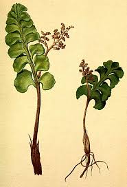 Attēlu rezultāti vaicājumam “Botrychium lunaria”