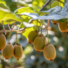 Attēlu rezultāti vaicājumam “Actinidia kolomikta fruit”