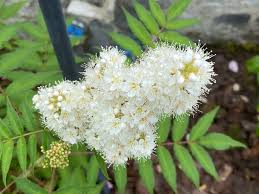 Attēlu rezultāti vaicājumam “Sorbaria sorbifolia flower”