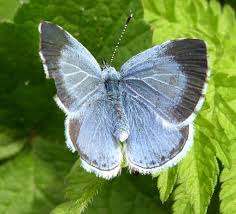 Attēlu rezultāti vaicājumam “Celastrina argiolus female”
