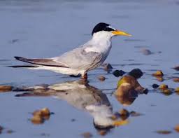 Attēlu rezultāti vaicājumam “Sternula albifrons”