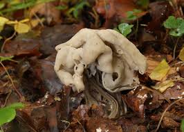 Attēlu rezultāti vaicājumam “Helvella crispa”