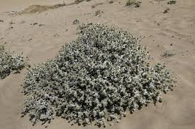 Attēlu rezultāti vaicājumam “Eryngium maritimum”