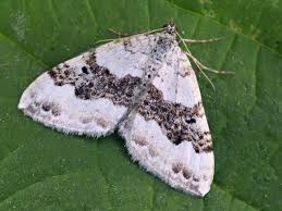 Attēlu rezultāti vaicājumam “Xanthorhoe montanata”