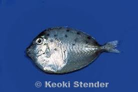 Image result for Naso unicornis