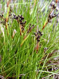 Attēlu rezultāti vaicājumam “Juncus squarrosus”