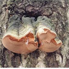 Attēlu rezultāti vaicājumam “Phellinus tremulae”