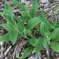 Attēlu rezultāti vaicājumam “Silene latifolia subsp. alba flower”