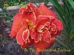 Image result for Hemerocallis `Moses Fire`