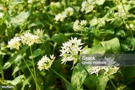 Attēlu rezultāti vaicājumam “Allium ursinum flower”