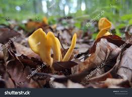 Attēlu rezultāti vaicājumam “Spathularia flavida”