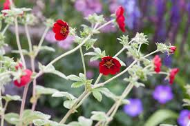 Attēlu rezultāti vaicājumam “Potentilla arenaria flower”