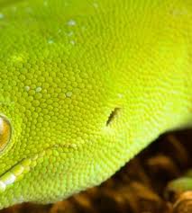 Attēlu rezultāti vaicājumam “Leiocolea collaris”