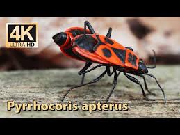 Attēlu rezultāti vaicājumam “Pyrrhocoris apterus”