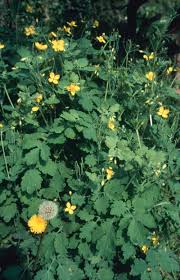 Image result for Chelidonium majus