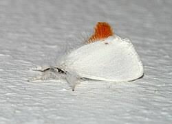 Attēlu rezultāti vaicājumam “Euproctis similis imago”