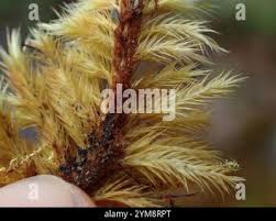 Attēlu rezultāti vaicājumam “Tomentypnum nitens”