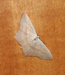 Attēlu rezultāti vaicājumam “Idaea emarginata”