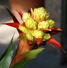 Картинки по запросу гусмания