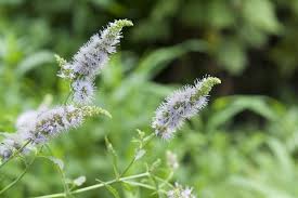 Attēlu rezultāti vaicājumam “Mentha spicata leaf”