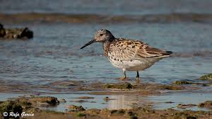 Image result for Calidris tenuirostris