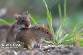 Attēlu rezultāti vaicājumam “Apodemus agrarius”