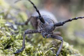 Attēlu rezultāti vaicājumam “Lamia textor”