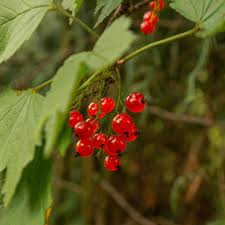 Attēlu rezultāti vaicājumam “Ribes spicatum”