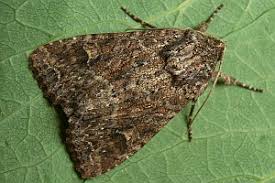 Attēlu rezultāti vaicājumam “Apamea remissa”