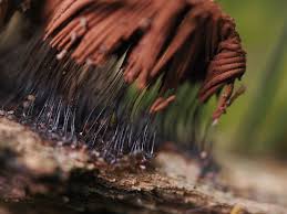 Attēlu rezultāti vaicājumam “Stemonitis axifera”