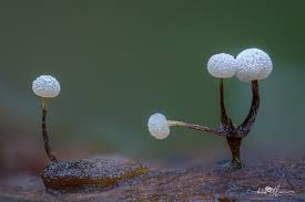 Attēlu rezultāti vaicājumam “Didymium sp.”