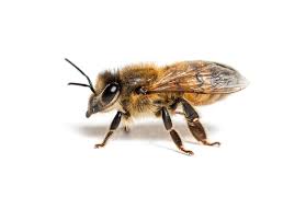 Attēlu rezultāti vaicājumam “Apis mellifera”