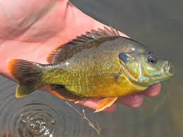 Image result for Lepomis cyanellus