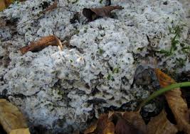 Attēlu rezultāti vaicājumam “Physisporinus vitreus”