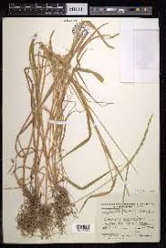 Attēlu rezultāti vaicājumam “Elymus caninus”