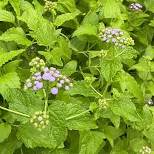 Attēlu rezultāti vaicājumam “Enteridium corticatum”